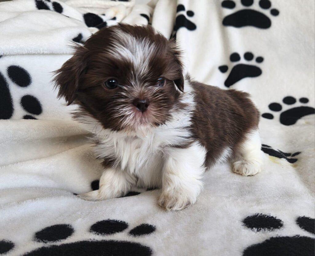 criadero de cachorros shitzu mini disponibles valor precio medellin bogota cali pereira contraentrega