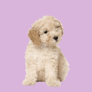Cachorro French Poodle
