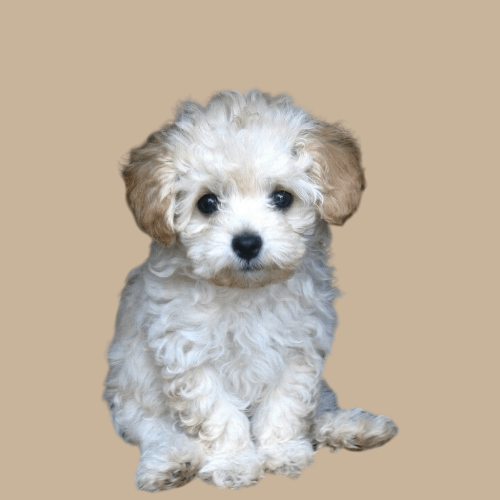 criadero cachorros french poodle mini toy contraentrega medellin bogota cali pereira