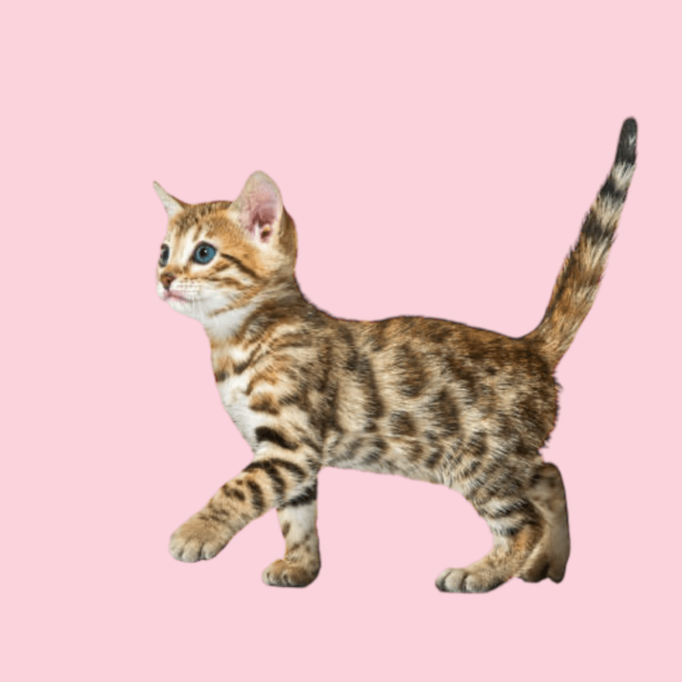 Cachorro Gato Bengalí de Cachorros Élite