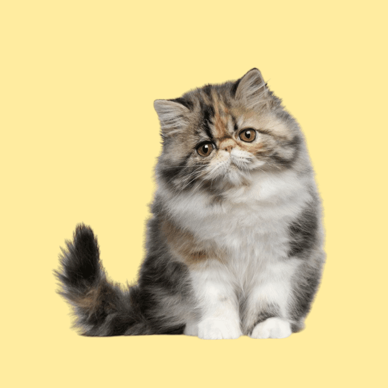 Cachorro Gato Persa de Cachorros Élite