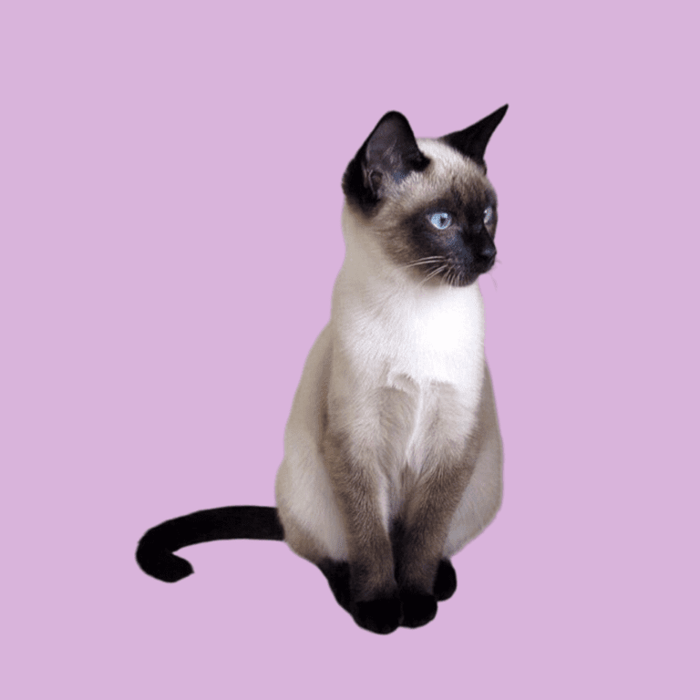 Cachorro Gato Siamés de Cachorros Élite