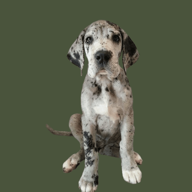 Cachorro Gran Danés de Cachorros Élite