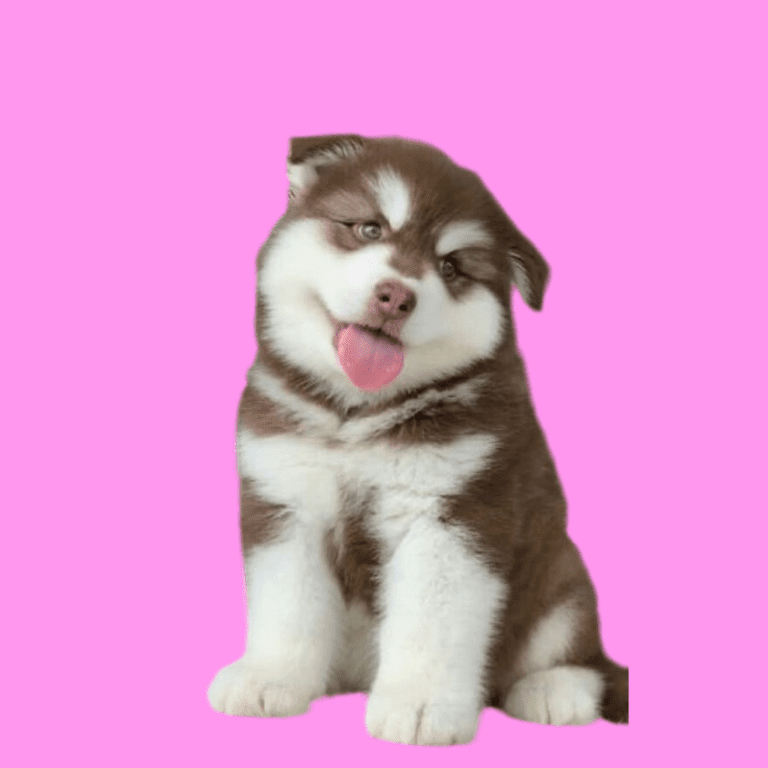 Cachorro Husky Siberiano de Cachorros Élite