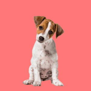 Cachorro Jack Russell Terrier