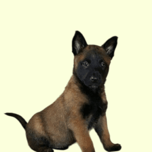 Cachorro Pastor Belga