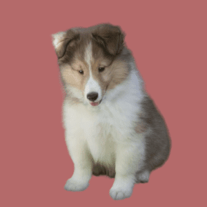 Cachorro Pastor Shetland