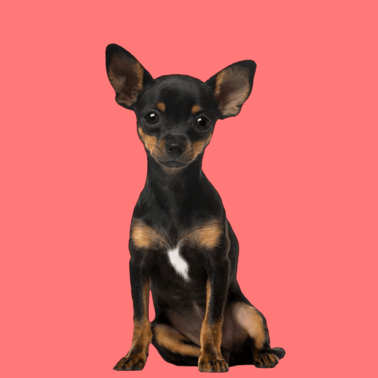 Cachorro Pinscher de Cachorros Élite