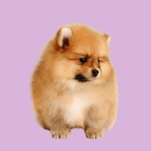Cachorro Pomerania Lulú