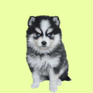 Cachorro Pomsky