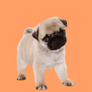 Cachorro Pug