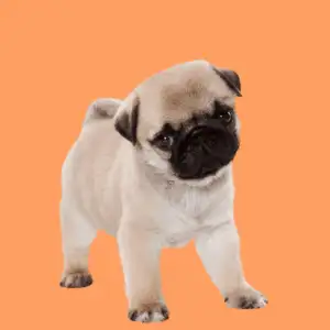 Cachorro Pug