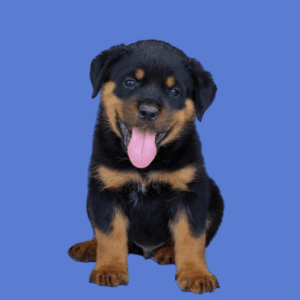 Cachorro Rottweiler