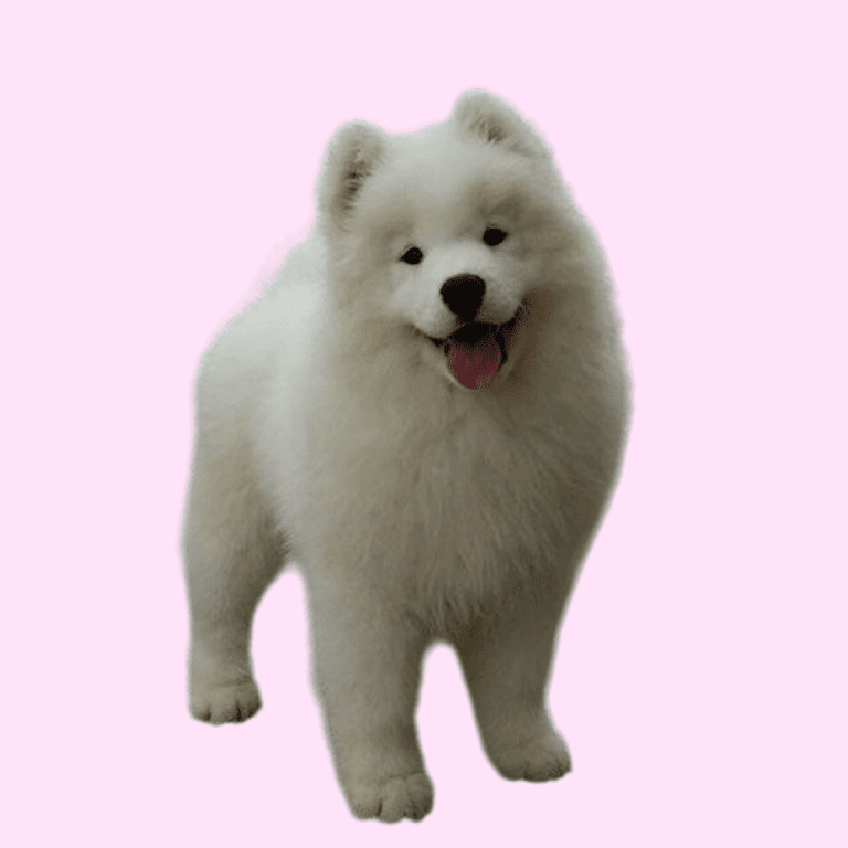 Cachorro Samoyedo de Cachorros Élite