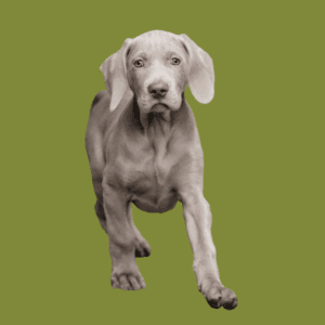 Cachorro Weimaraner