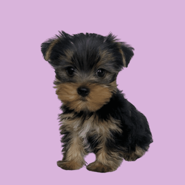 Cachorro Yorkshire Terrier de Cachorros Élite
