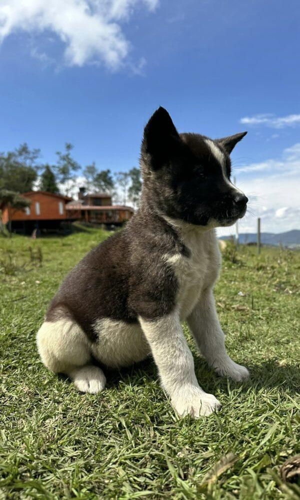 Akita Americano Precio - Image 2