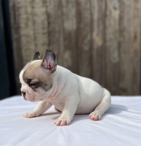 Criadero Bulldog Francés - Image 2