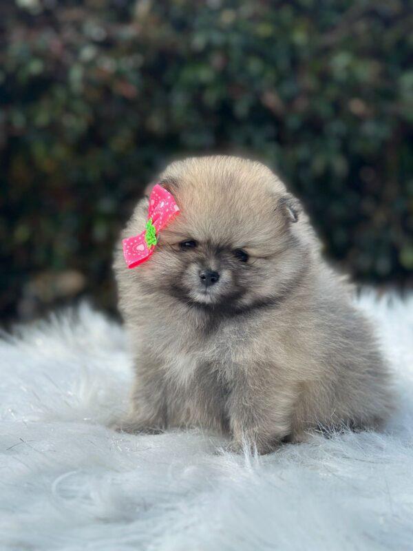 criadero Pomerania mini ruso cara de oso en venta precio en medellin bogota cali pereira colombia