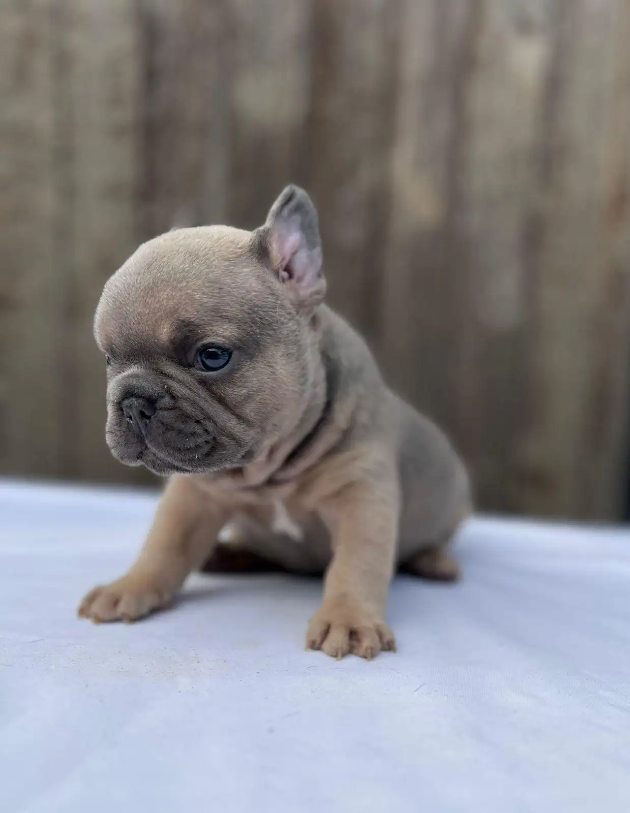 Cachorro Bulldog Francés fawn