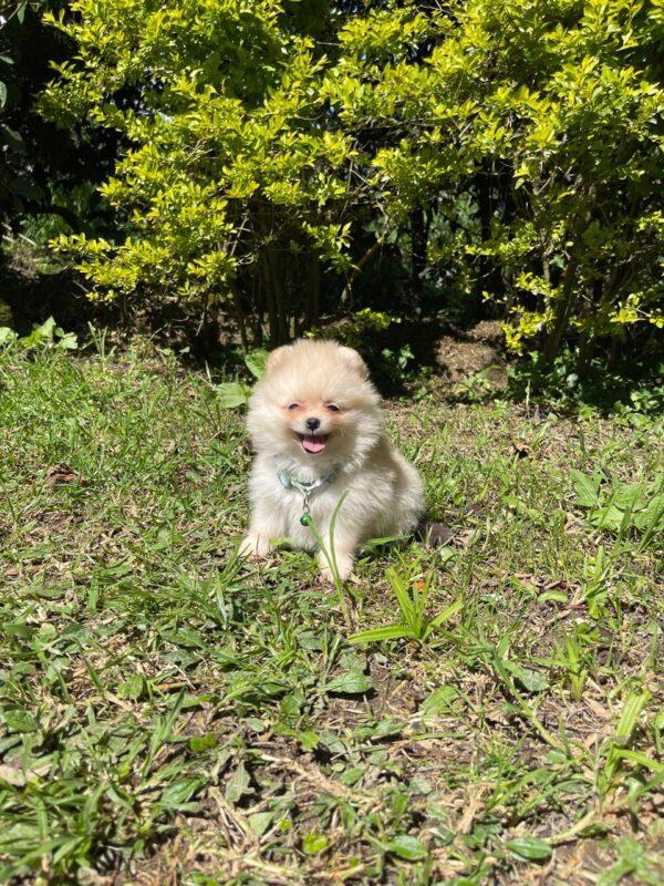 Pomerania Ruso Cara De Oso En Venta - Image 2