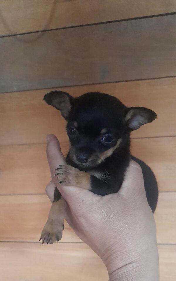 Cachorro Pinscher Mini Precio