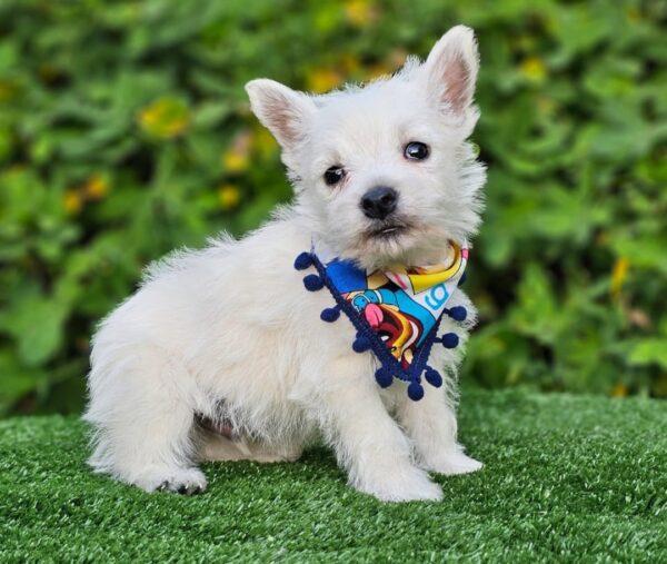 West Highland White Terrier Precio Montería