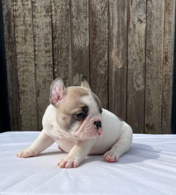 Criadero Bulldog Francés
