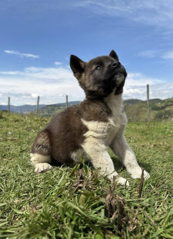 Akita Americano Precio