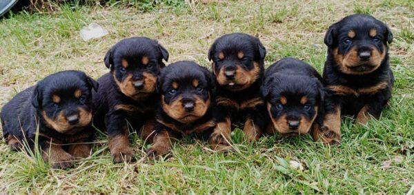 Rottweiler Precio Pereira - Image 2