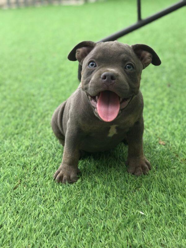 American Bully Precio - Image 2
