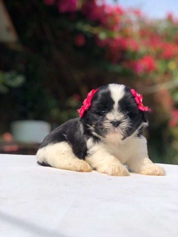 Shih Tzu Mini Precio Medellín