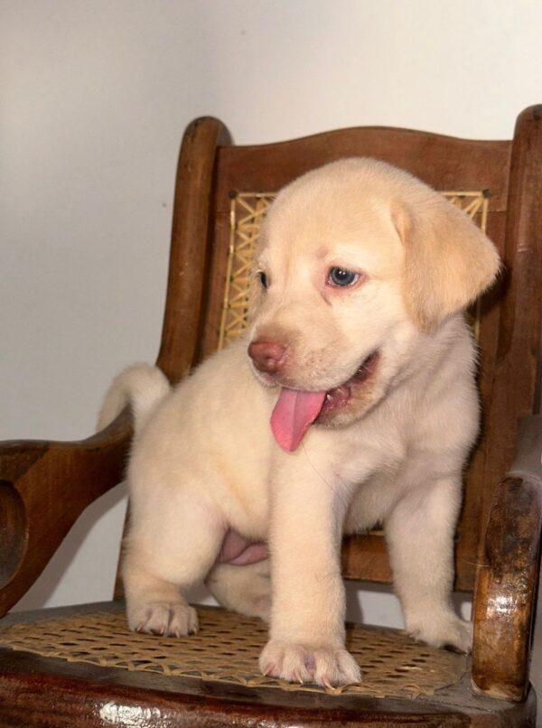 Labrador Retriver Precio