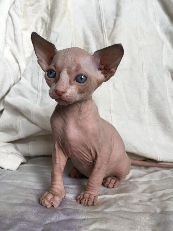 Gato Esfinge Precio