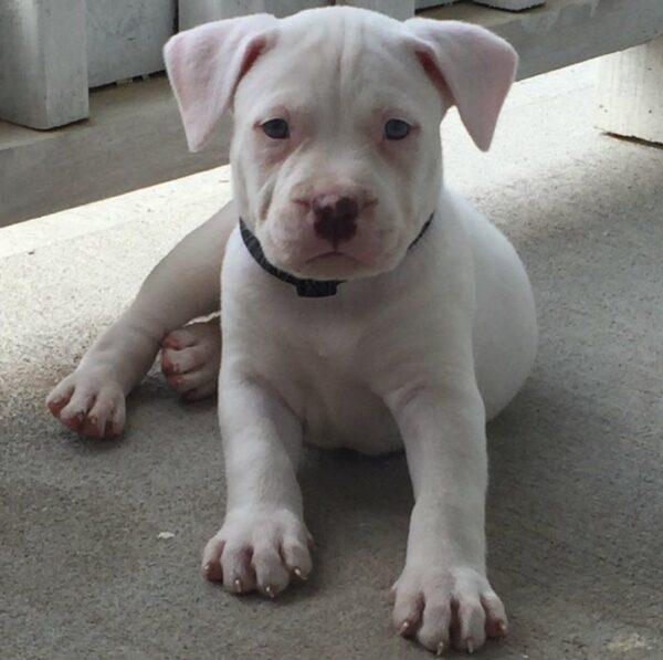 Criadero Dogo Argentino