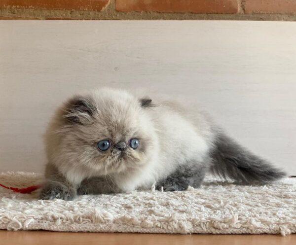 Precio Gato Persa