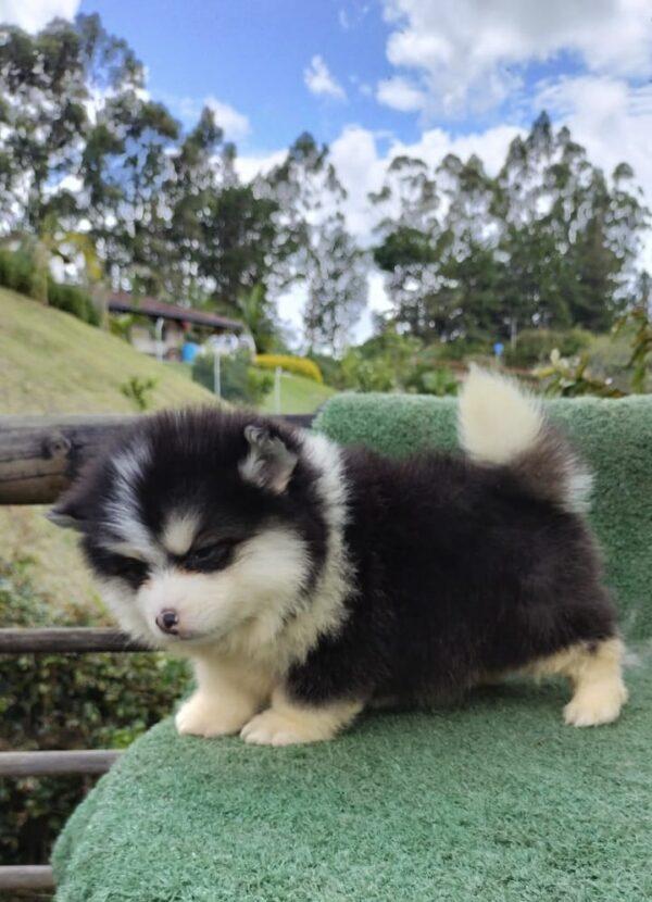 Venta Cachorros Pomsky - Image 2