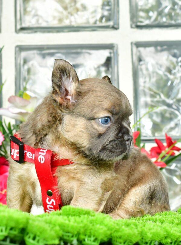 Cachorros Bulldog Francés Fluffy en Venta - Image 2