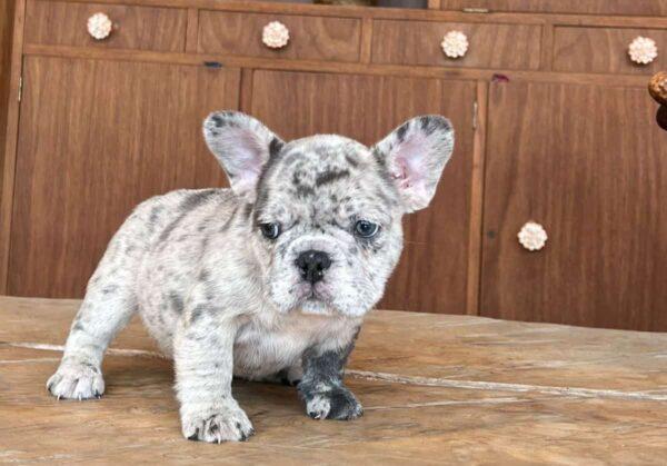 Bulldog francés Blue merle precio - Image 2