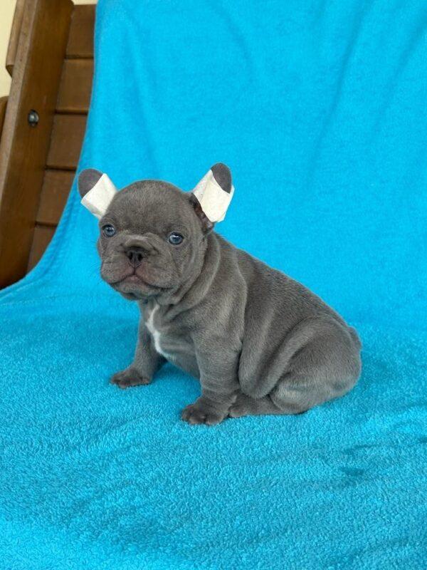 Bulldog francés Blue precio