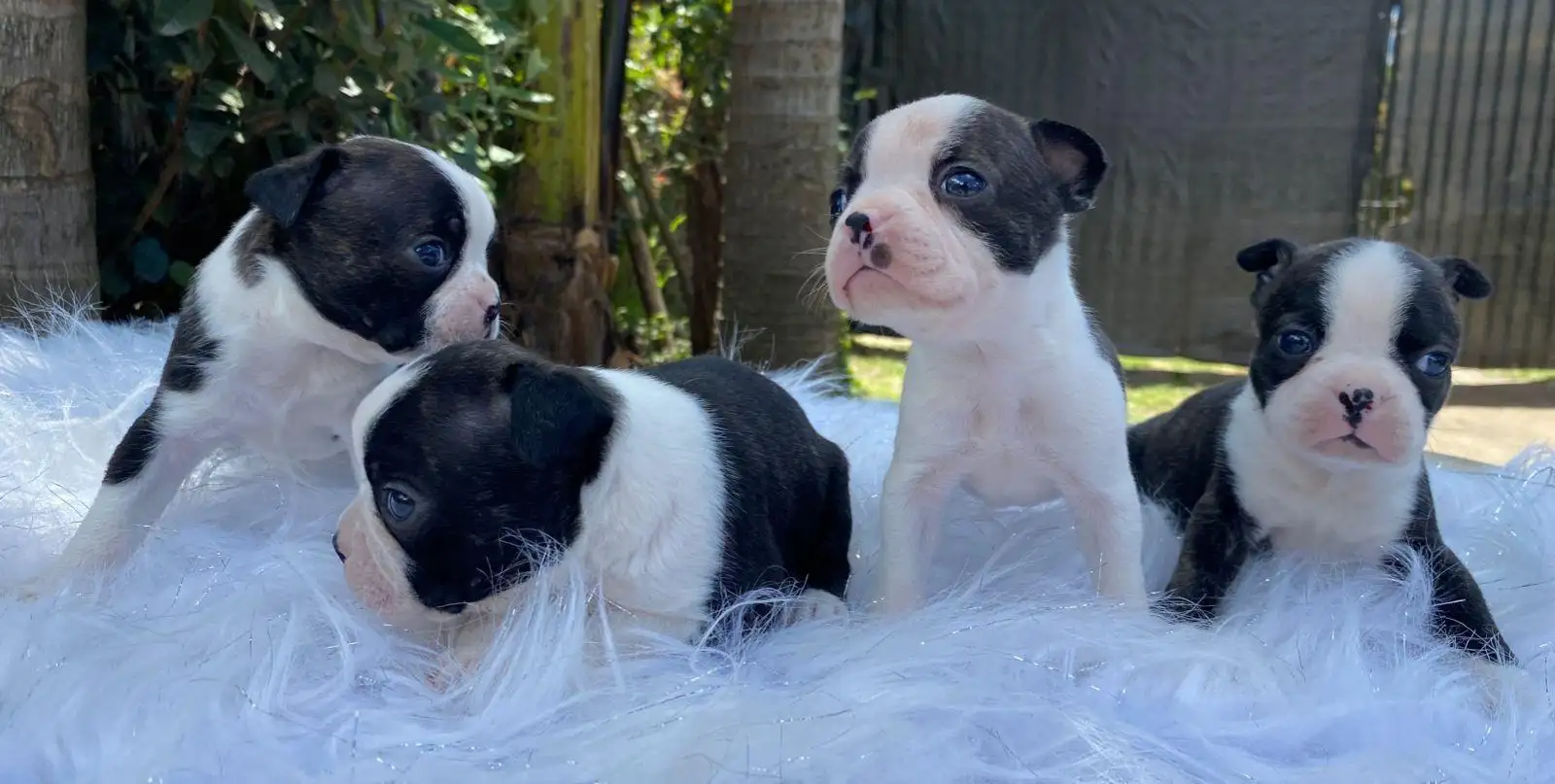 Cachorro Boston Terrier de Cachorros Élite