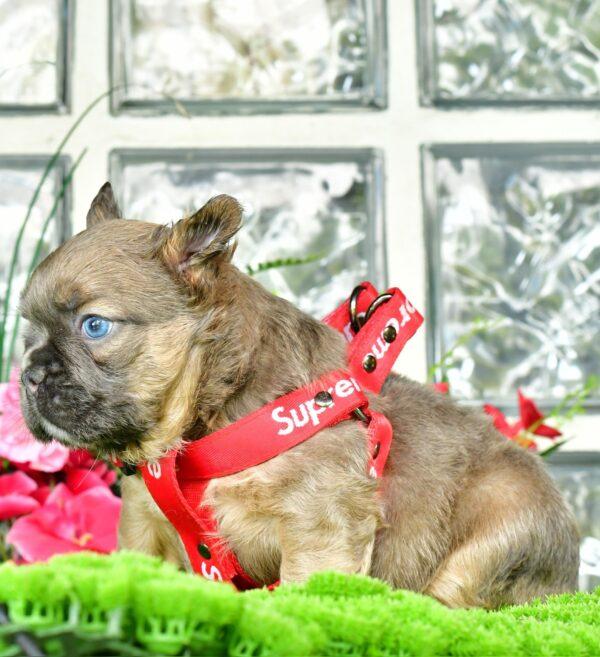 Cachorros Bulldog Francés Fluffy en Venta - Image 4