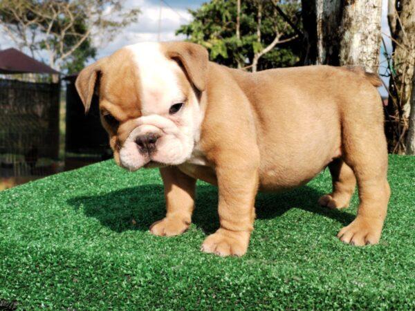 Venta Bulldog Inglés Precio - Image 2