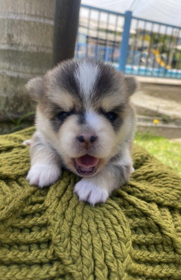 Cachorros Pomsky Precio