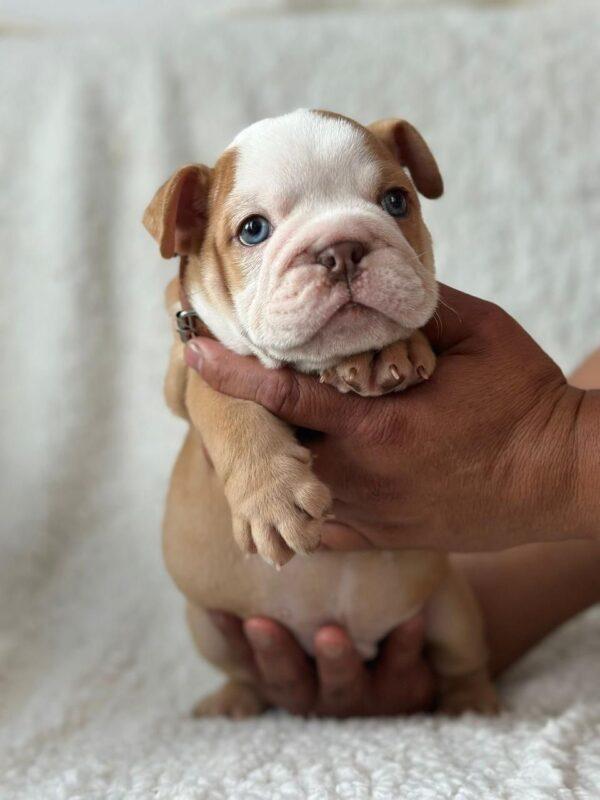 Venta Cachorros Bulldog Inglés