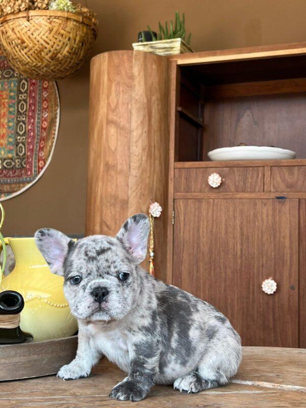 Bulldog francés Blue merle precio - Image 3