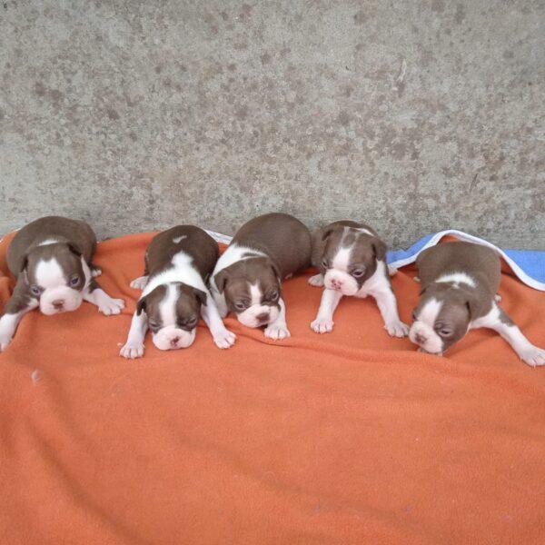 Boston Terrier Rojo Precio