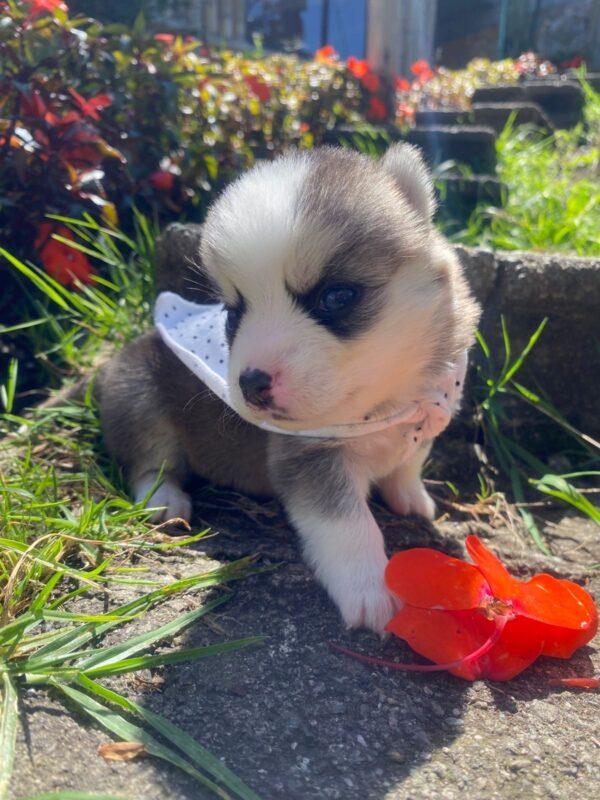 Perros Pomsky