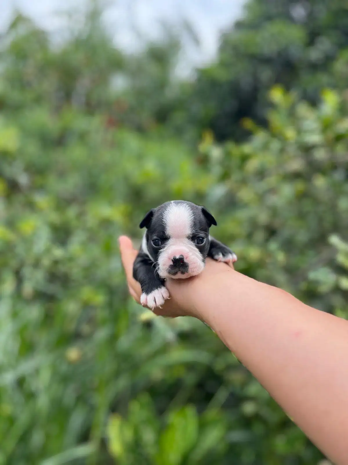 Cachorro Boston Terrier