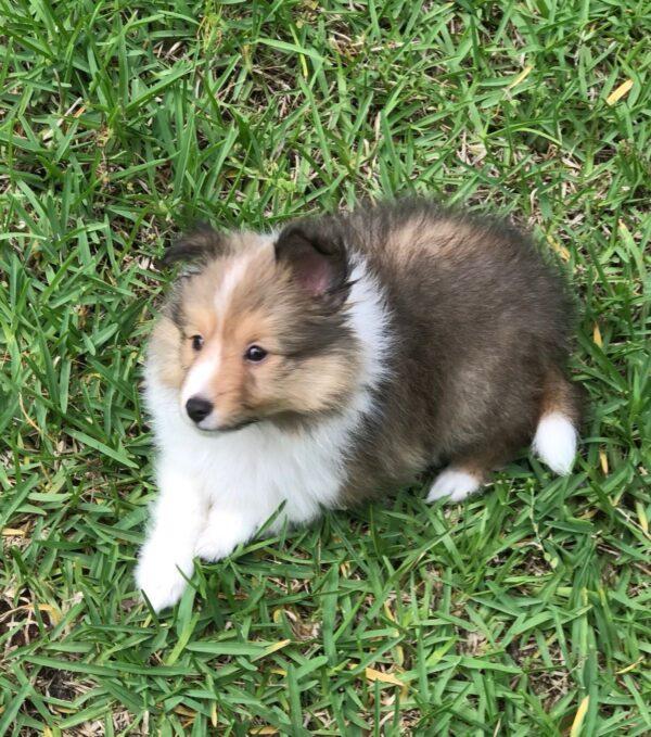 Venta Cachorros Pastor Shetland